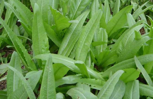 油麦菜和莴笋叶的区别