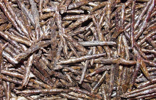 喝苦丁茶能降血糖吗？