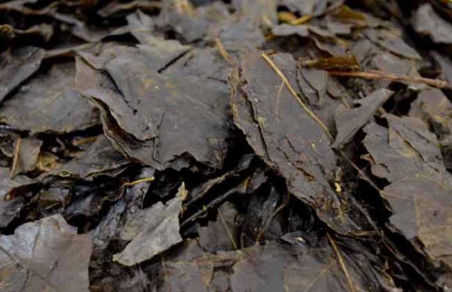 苦丁茶能治口臭吗？