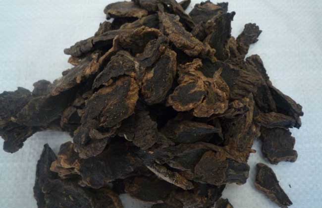 玄参的功效与作用