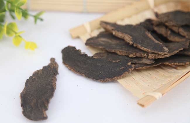 玄参的功效与作用