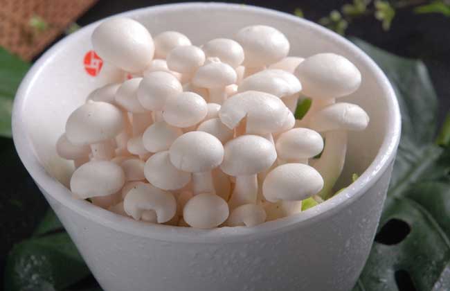 白玉菇价格