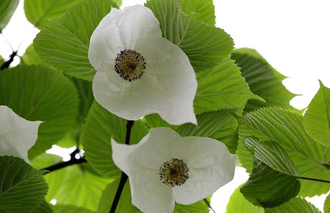 珙桐花什么时候开