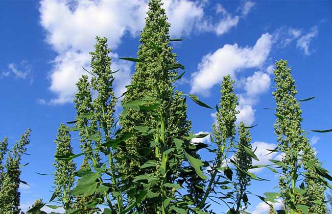 藜麦种植技术