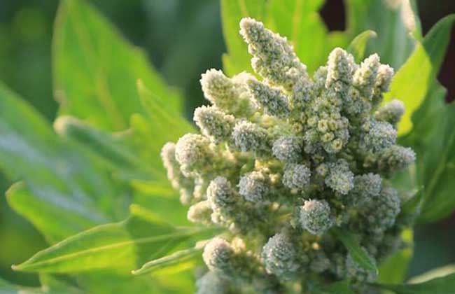 藜麦种植技术