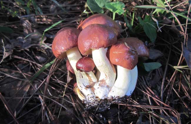 牛肝菌多少钱一斤？