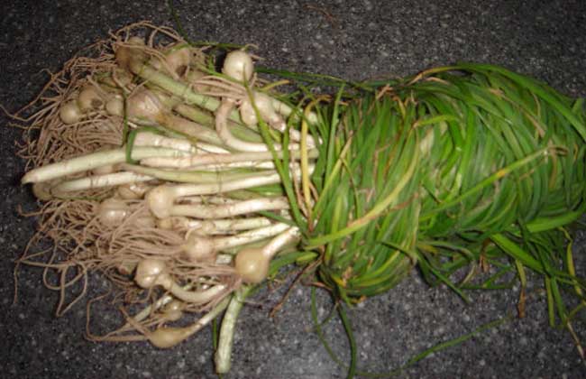 野葱的功效与作用