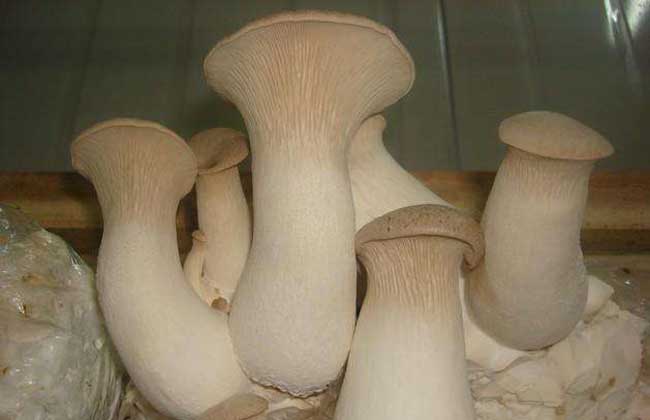 白灵菇种植技术