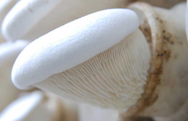白灵菇种植技术