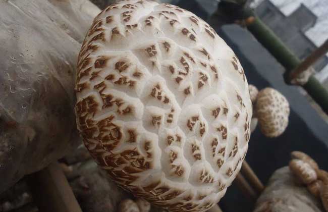 花菇种植技术