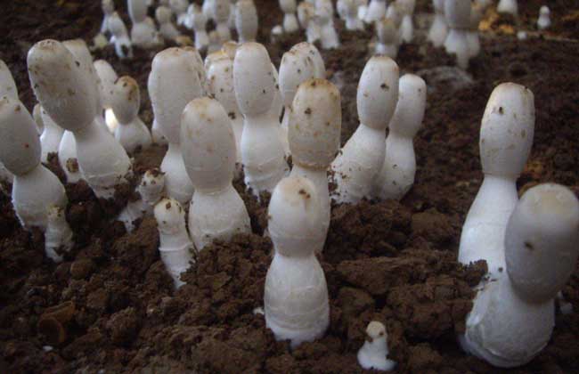 鸡腿菇种植技术