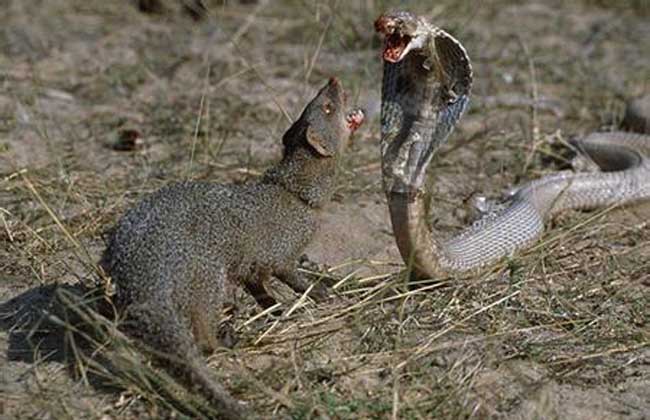 蛇獴
