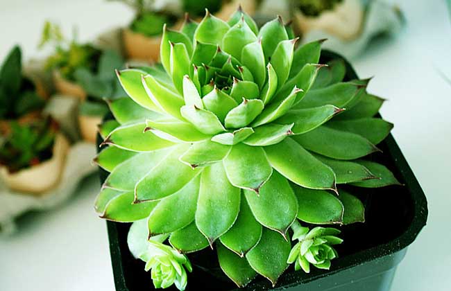 多肉植物怎么繁殖