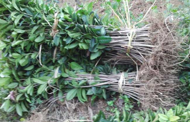 桂花树苗多少钱一棵