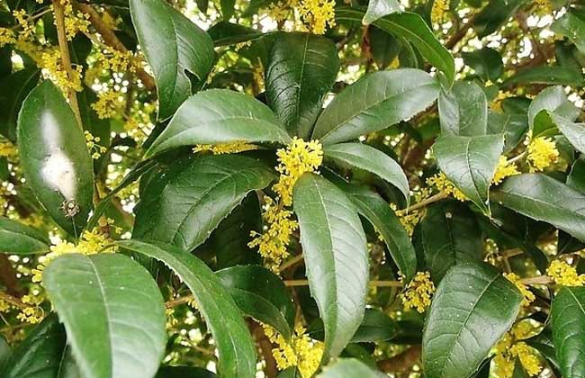 桂花适宜在阳台上养吗