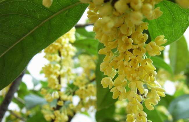 桂花适宜在阳台上养吗