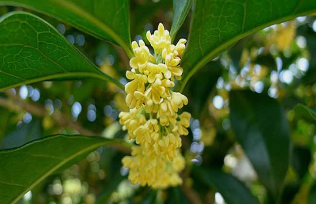 桂花适宜在阳台上养吗