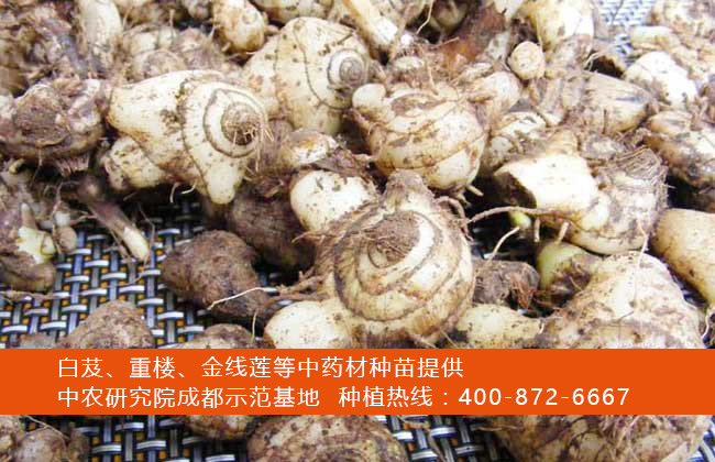 白芨多少钱一斤