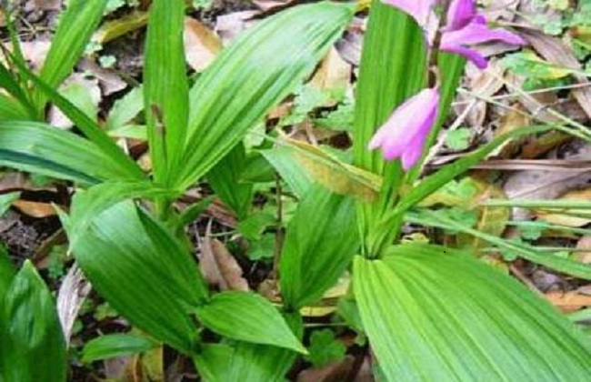 白芨种苗多少钱一株