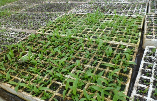 白芨种苗多少钱一株