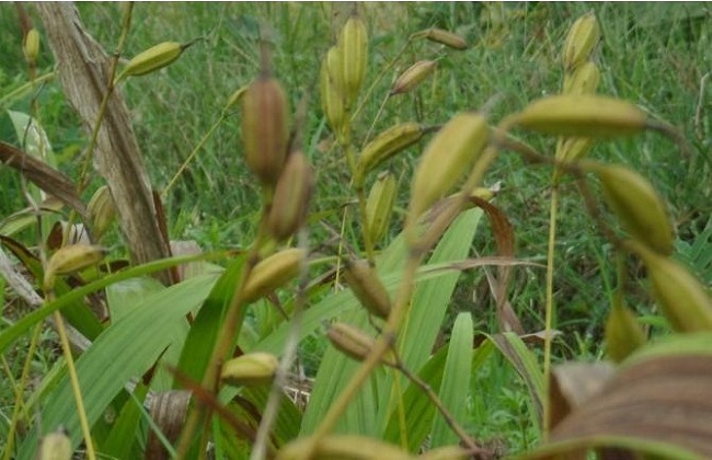白芨种苗多少钱一株