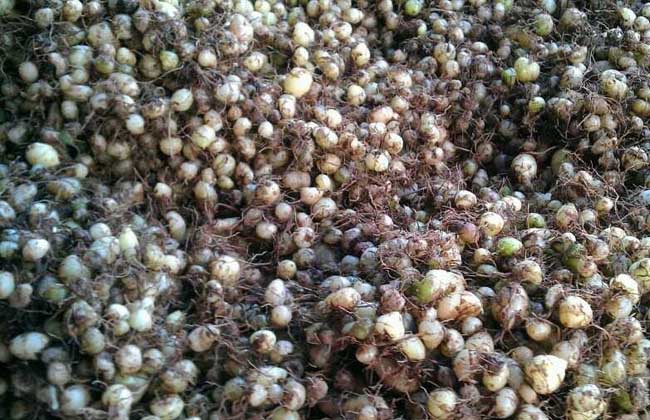 白芨种子多少钱一斤