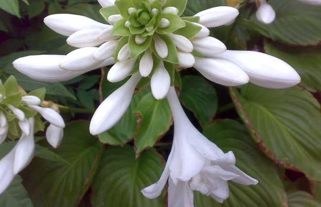 花卉种植