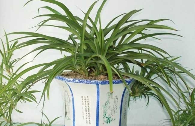吊兰什么时候开花