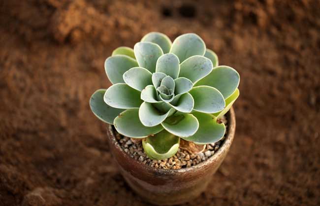 多肉植物盆景怎么制作