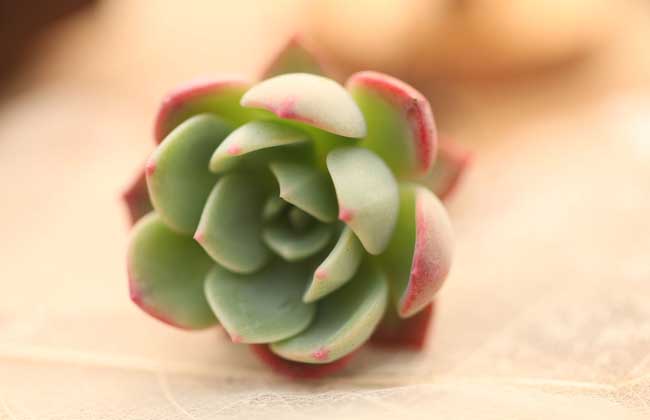 多肉植物盆景怎么制作