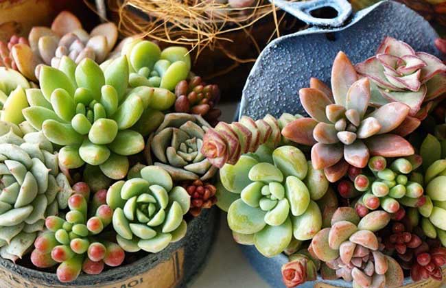 多肉植物盆景怎么制作