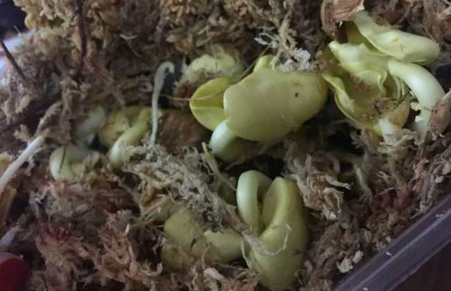 发财树种子怎么种