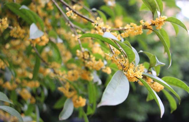 桂花树叶子干枯怎么办