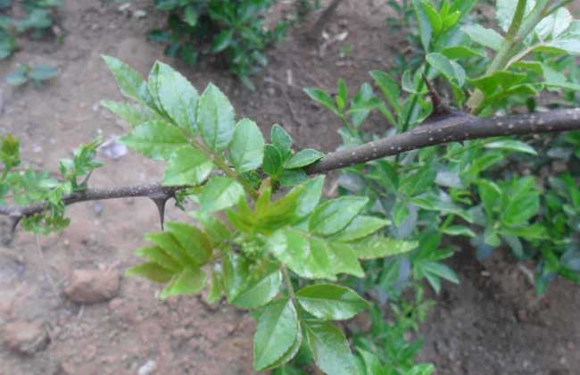 花椒树苗多少钱一棵？