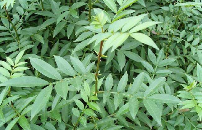花椒树苗多少钱一棵