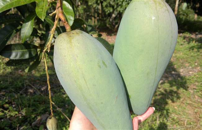 金煌芒果多少钱一斤