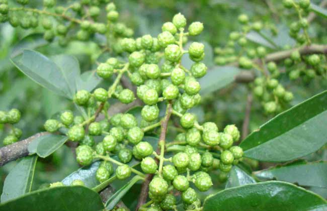 麻椒和花椒的区别