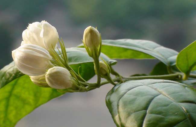 茉莉花多少钱一盆