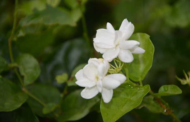 茉莉花多少钱一盆