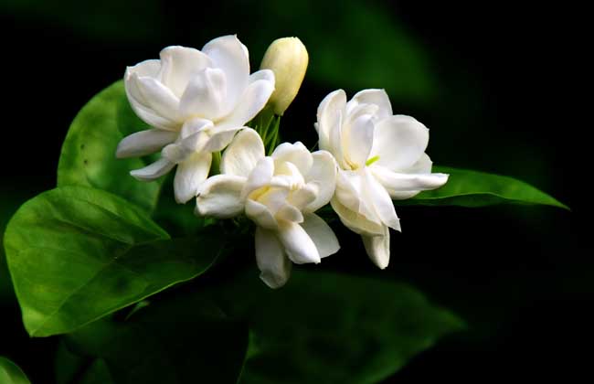 茉莉花适合放在室内吗