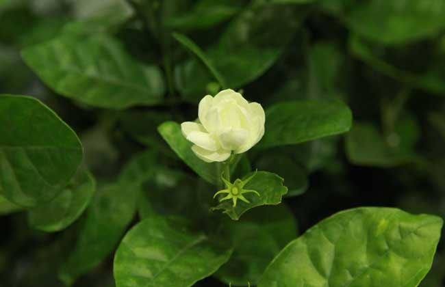 茉莉花适合放在室内吗