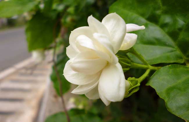 茉莉花适合放在室内吗