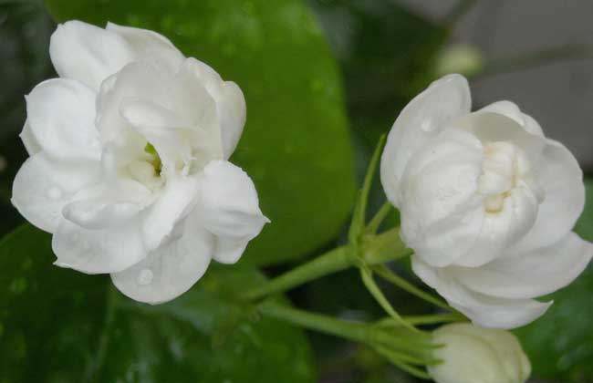 茉莉花适合放在室内吗