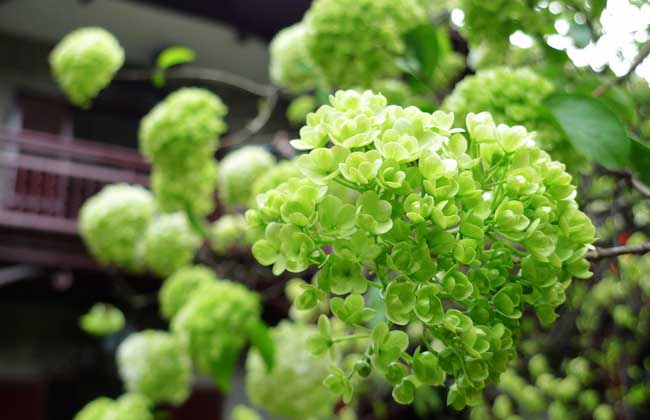 琼花