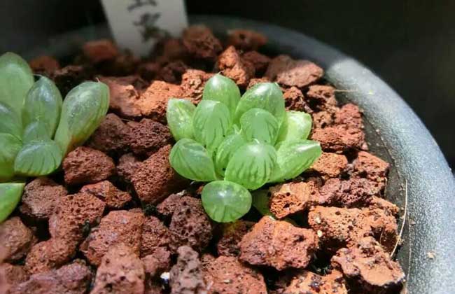 多肉植物怎么养