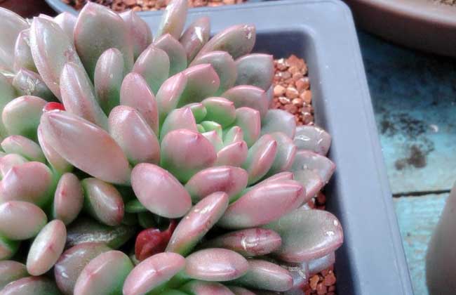 多肉植物怎么养