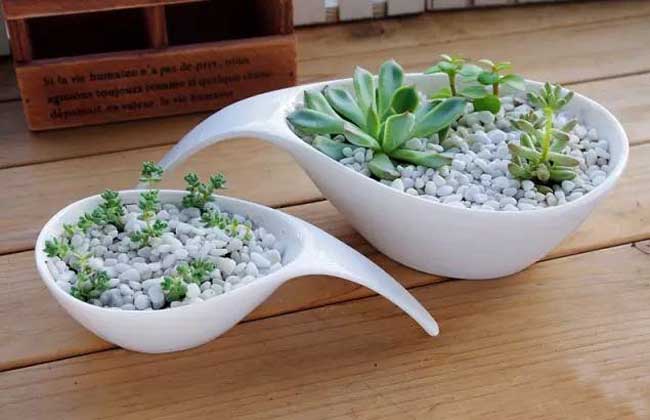 多肉植物怎么养