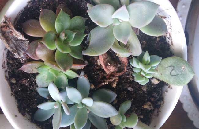 多肉植物怎么养