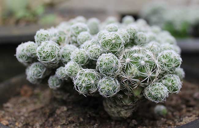 仙人球什么时候开花