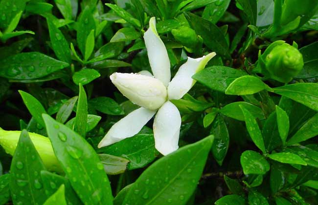 小叶栀子花